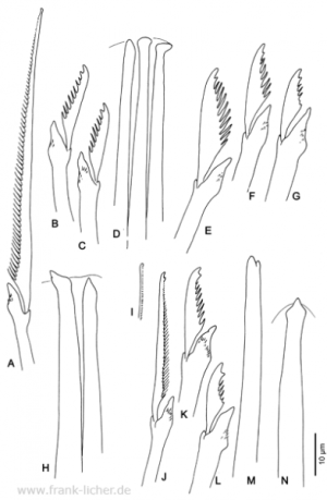 Abb. 36: Typosyllis mauretanica Licher, 1999  sp. nov.