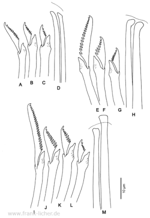 Abb. 70: Typosyllis pulvinata Langerhans, 1881