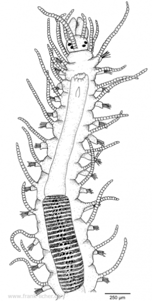 Abb. 47: Typosyllis taiwanensis Licher, 1999  sp. nov.
