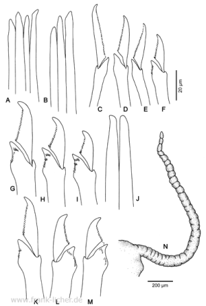 Abb. 105: Typosyllis vittata (Grube, 1840)
