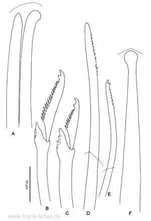 Abb. 58: Typosyllis hawaiiensis Hartmann-Schröder, 1965