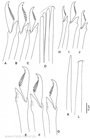 Abb. 99: Typosyllis prolixa (Ehlers, 1901)