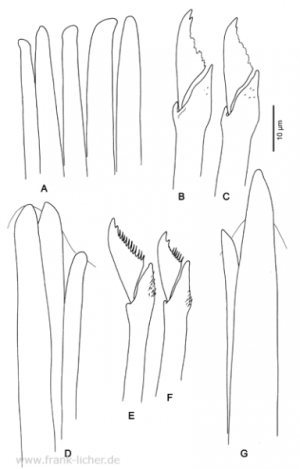 Abb. 85: Typosyllis crassicirrata Treadwell, 1925