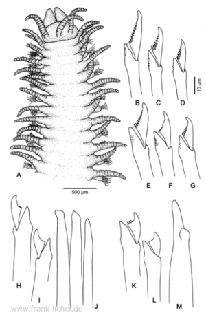 Abb. 92: Typosyllis elongata (Johnson, 1901)