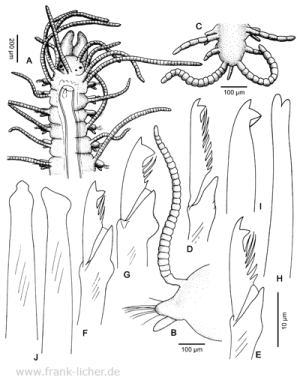 Abb. 78: Typosyllis glarearia Westheide, 1974
