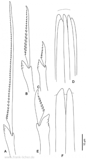 Abb. 109: Typosyllis heterochaeta (Moore, 1909)