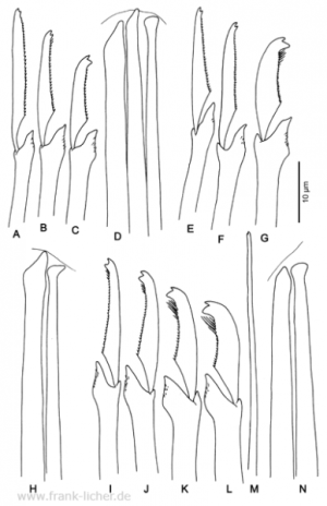 Abb. 115: "Typosyllis" heterosetosa Hartmann-Schröder, 1991 - incertae sedis