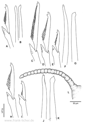 Abb. 42: Typosyllis parturiens (Haswell, 1920)