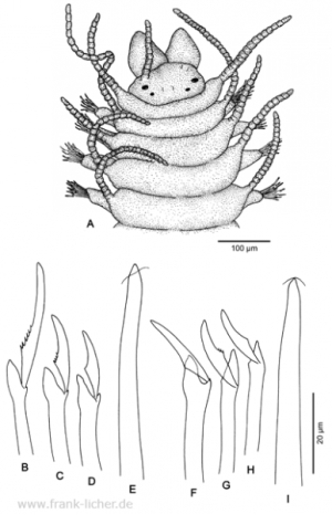 Abb. 113: Branchiosyllis salina Hartmann-Schröder, 1959 comb. nov.
