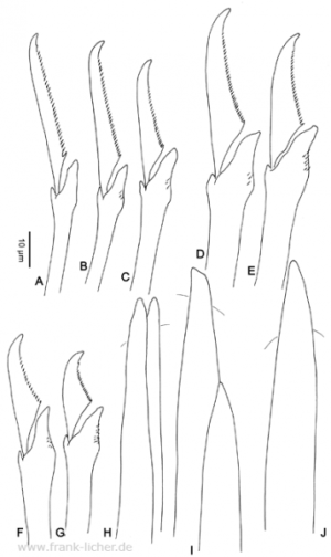 Abb. 102: Typosyllis fasciata (Malmgren, 1867)