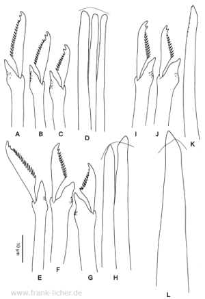 Abb. 89: Typosyllis stellaepolaris Hartmann-Schröder, 1993