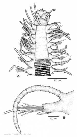Abb. 25: Typosyllis anops (Ehlers, 1897)