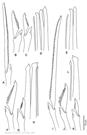 Abb. 22: Typosyllis beneliahuae (Campoy & Alquézar, 1982)