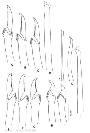 Abb. 100: Typosyllis dentata Hartmann-Schröder, 1960