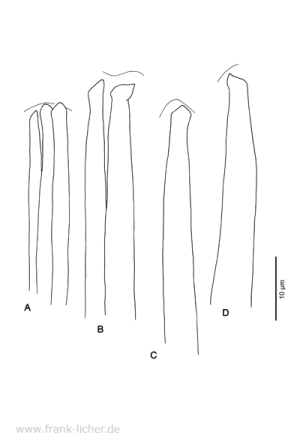 Abb. 43: Typosyllis patriciae Hartmann-Schröder, 1981
