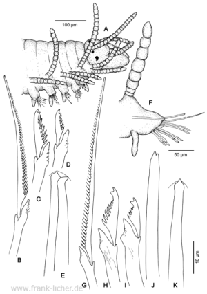 Abb. 34: Typosyllis hyllebergi Licher, 1999  sp. nov.