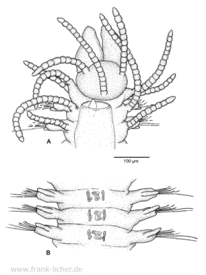 Abb. 35: Typosyllis mauretanica Licher, 1999  sp. nov.