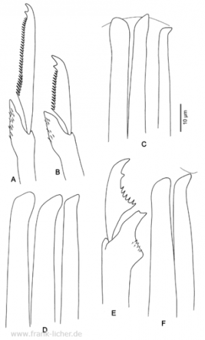 Abb. 56: Typosyllis setoensis Imajima, 1966